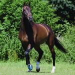 Chausson de Soin Cheval Medical Hoof Boot, Woof Wear