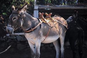 Bât à Croisillons en Bois Verni pour Âne et Mulet