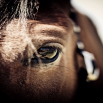 PROMO Equipement CHEVAL