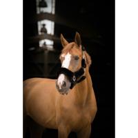 Licol TEDDY Doublé Mouton Synthétique Réglable , EQUITHEME