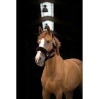 Licol TEDDY Doublé Mouton Synthétique Réglable , EQUITHEME