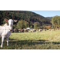 Kit Filet Clôture Ovins, Poneys PATURA H0.90M x  L50M