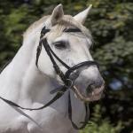 Equipement d'Equitation du Cheval de Trait 