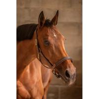 PADDOCK Sports - Licol cuir doublé 3 mousquetons bicolore