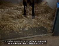 Matelas de Box chevaux en caoutchouc et latex 40 MM sur Mesure, au M²