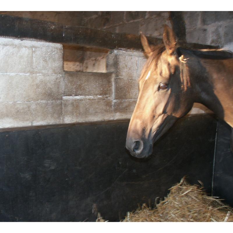 Tapis de protection mural en caoutchouc pour écurie et box chevaux