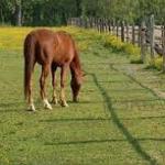 Matriel d'levage pour chevaux 