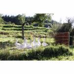 PATURA - Kit Clôture électrique filet pour volaille, lapins, ovins 