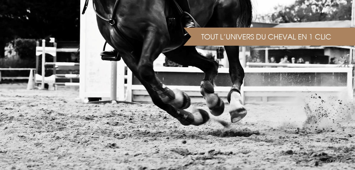 Equitation, Sellerie en ligne