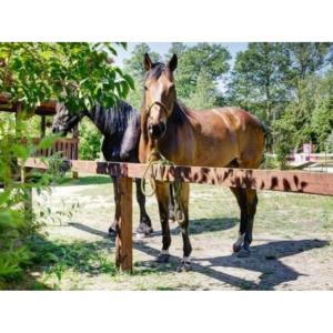 Dalles de Stabilisation des Sols pour Paddock et Abris Chevaux STAB MAX