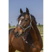 NORTON - Licol réglable en polypropylène 3 mousquetons  GROOMING