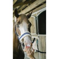 RAVENE - Protection Solaire Filtres anti UV-A et UV-B pour Cheval