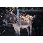 Equipement d'Attelage pour l'Ane