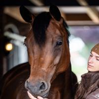 Promotion  Equipement CHEVAL