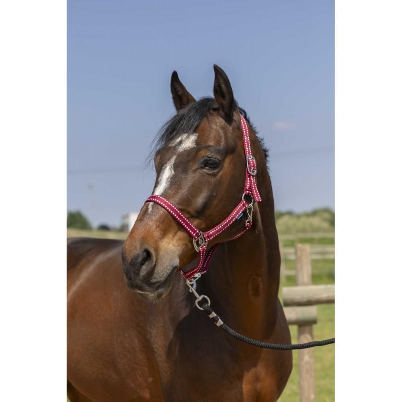 NORTON - Licol réglable en polypropylène 3 mousquetons  GROOMING PONEY BORDEAUX