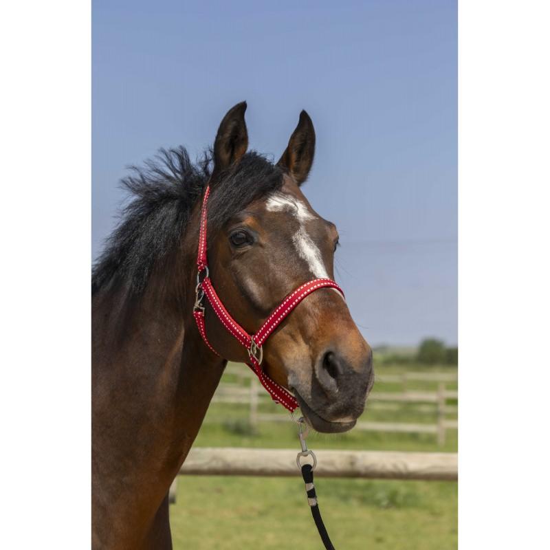 NORTON - Licol réglable en polypropylène 3 mousquetons  GROOMING PONEY BORDEAUX