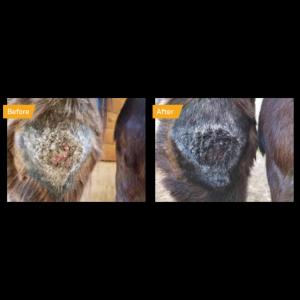 ABSORBINE - Silver Honey Spray Soin Cicatrisant Rapide Plaies 