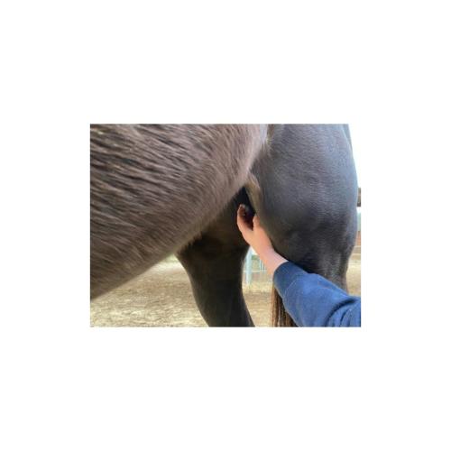 ANIMADERM - Gel de Protection Tiques, Moucherons, Mouches Plates, Humidité et Boue NATJELY