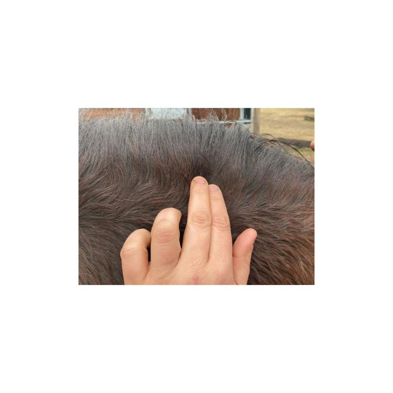 ANIMADERM- DERFEN Clear Lotion contre la Dermite du Cheval, spéciale peau Epaisse 250 ML