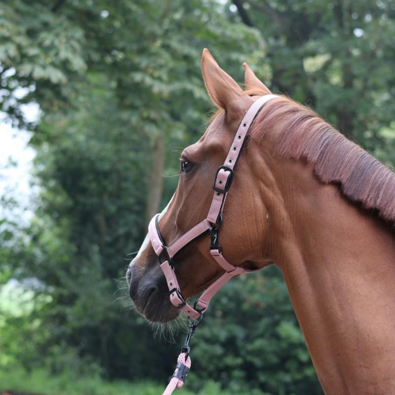 LAMI-CELL - Licol synthétique matelassé avec Strass CHARMING ROSE