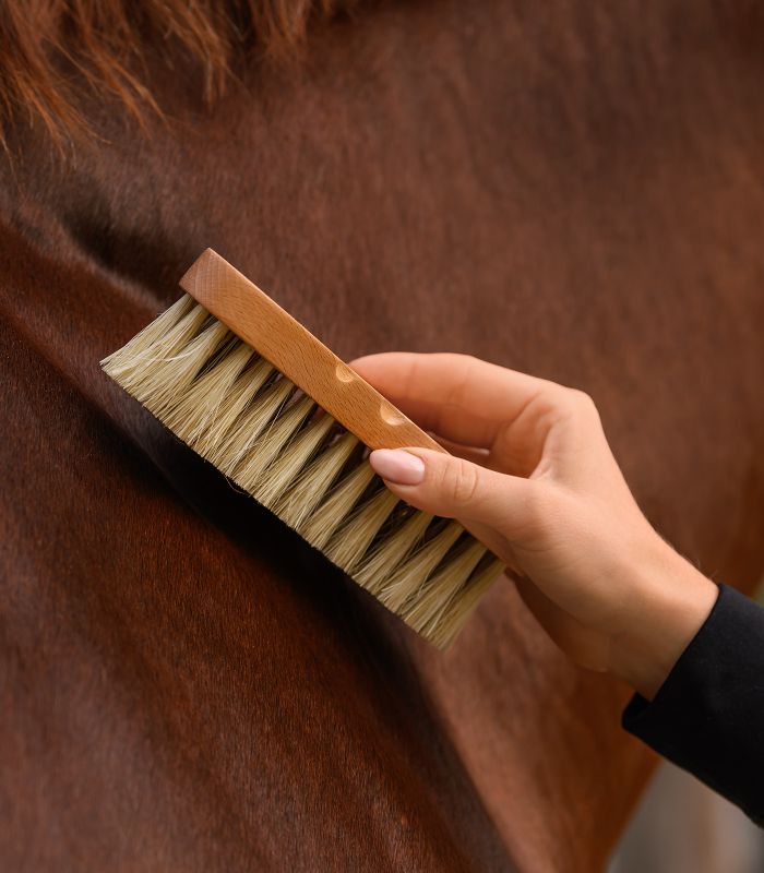 WALDHAUSEN - Brosse de pansage à Fibres dures et souples  EXCLUSIVE