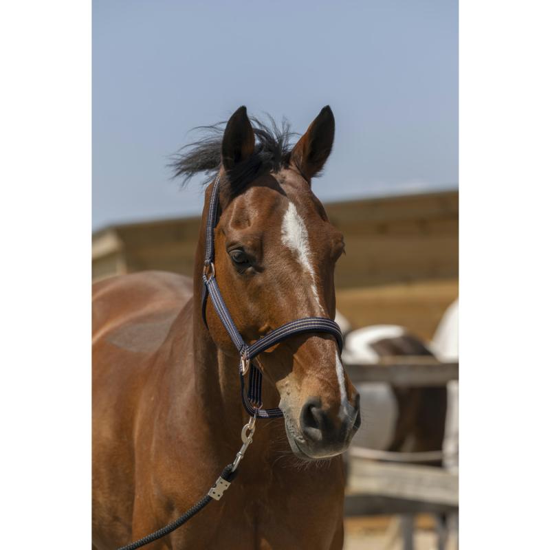 NORTON - Licol réglable en polypropylène doublé néoprène ZARI PONEY BORDEAUX