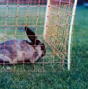 PATURA - Filet Electrique Anti Lapins pour Protection des Cultures, L 50 M 