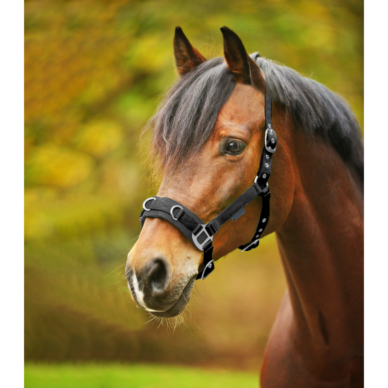 WALDHAUSEN - Caveçon matelassé multi anneaux Ecomonic NOIR PONEY