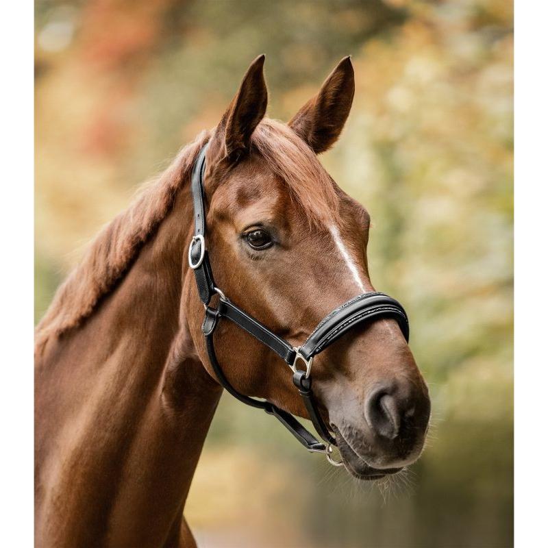 WALDHAUSEN - Licol Cuir Doublé avec Cristaux GLAMOUR S LINE COB