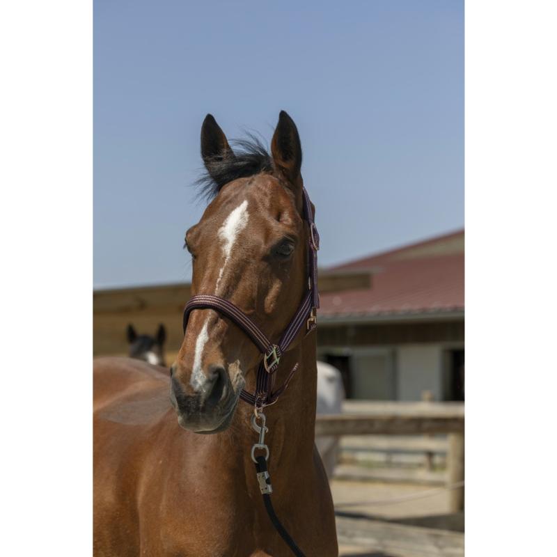 NORTON - Licol réglable en polypropylène doublé néoprène ZARI PONEY BORDEAUX