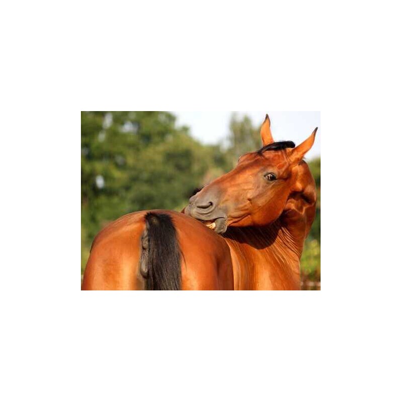 ANIMADERM- DERFEN Original Crème de la Dermite du Cheval, peau fine