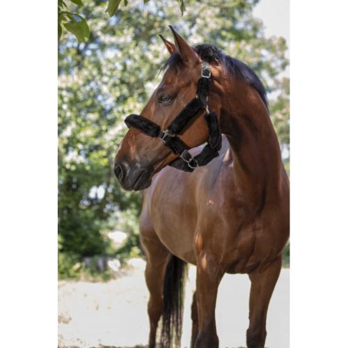 NORTON - Licol doublé mouton synthétique FULL MOUTON 