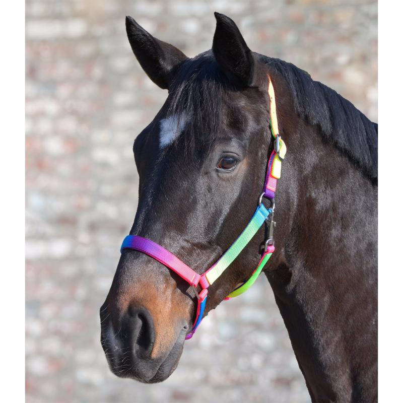 WALDHAUSEN - Licol Multicolor Arc-en-ciel Taille Shetland à Cheval SHETLAND