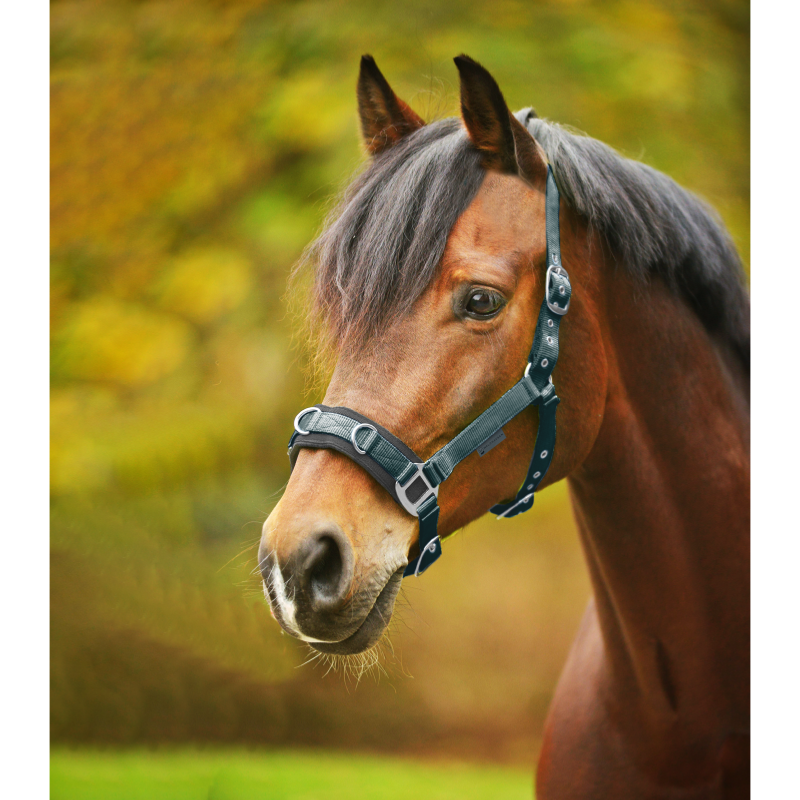 WALDHAUSEN - Caveçon matelassé multi anneaux Ecomonic NOIR PONEY