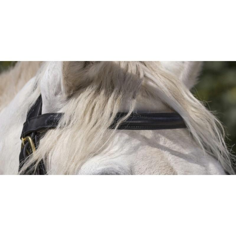 NORTON - Bridon cheval de TRAIT cuir avec muserolle française NOIR