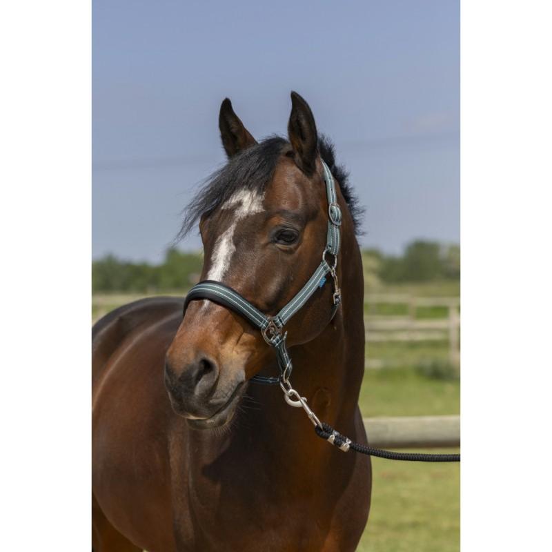 NORTON - Licol nylon doublé néoprène double Réglage 4 LINES NOIR PONEY