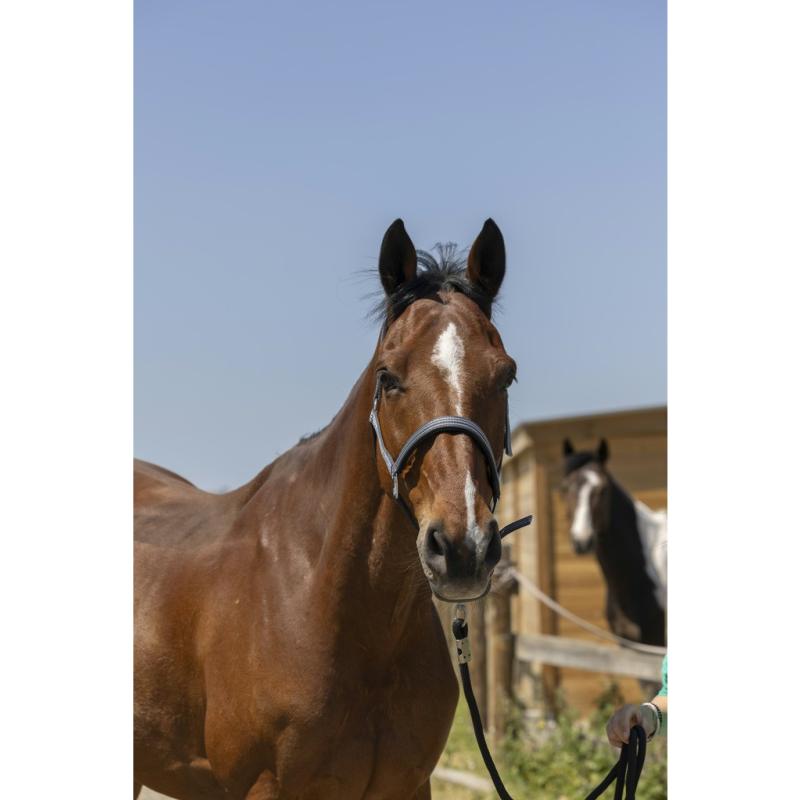 NORTON - Licol réglable en polypropylène doublé néoprène ZARI PONEY BORDEAUX