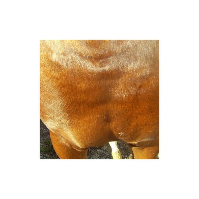 ANIMADERM - Crème Cicatrisante et de Repousse du poil CUTENE 100 ML