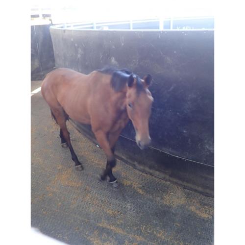 ZEUS - Séparateur de marcheur chevaux en toile caoutchouc électrifiée , Le M2