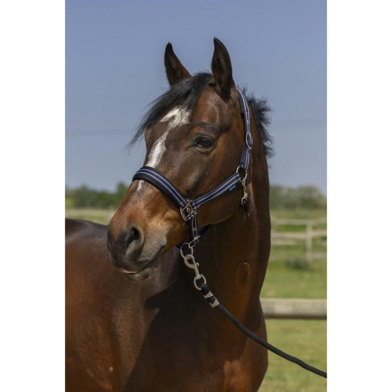 NORTON - Licol nylon doublé néoprène double Réglage 4 LINES