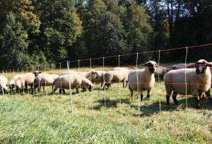 PATURA - Pack de Filet pour Clôture Electrique Chevaux, Ovins, Hauteur 106 cm 