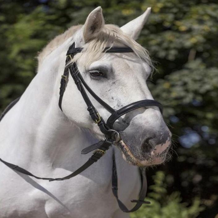 NORTON - Bridon cheval de TRAIT cuir avec muserolle française NOIR