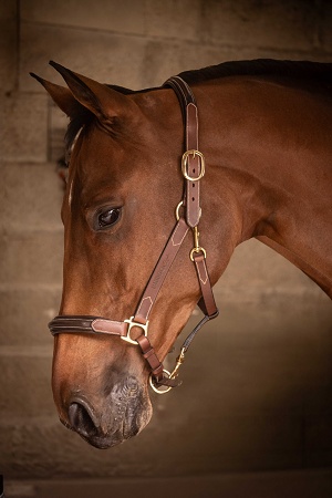 Licol cuir Paddock Sports 