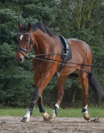 enrenement Pessoa pour trvail à la longe