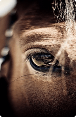 destockage-equipement-cheval