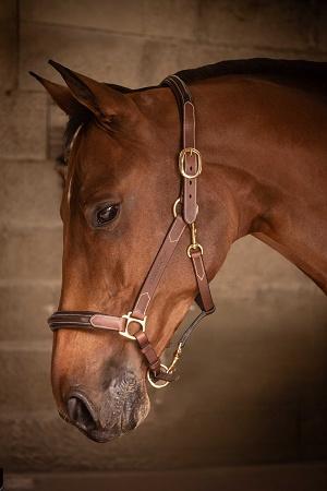 Licol cuir Paddock Sports 